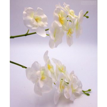 Orchidea szál