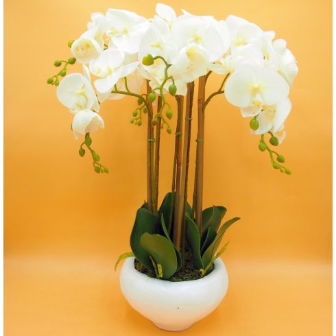 Cserepes gumi orchidea 6