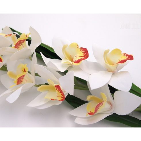 Gumi orchidea ág - cymbidium