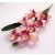 Gumi orchidea ág - cymbidium