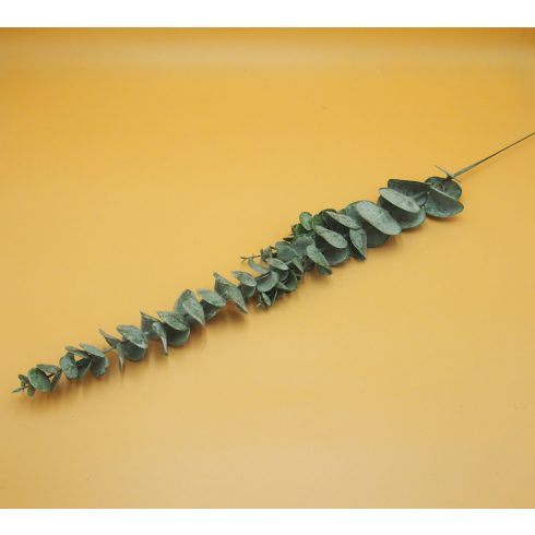 Hamvas gumi eucaliptus szál