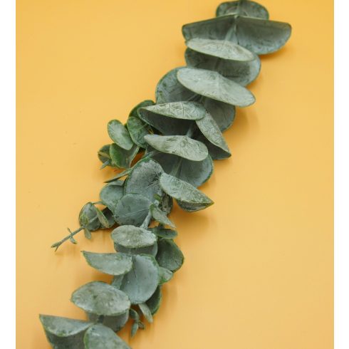 Hamvas gumi eucaliptus szál