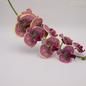 Gumi orchidea szál