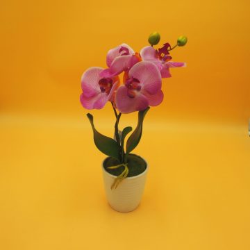 Cserepes gumi orchidea 7
