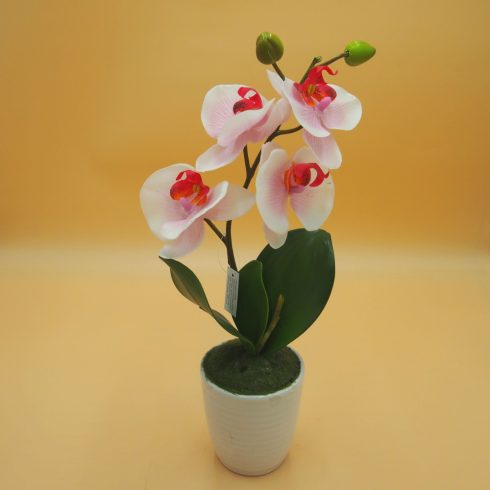 Cserepes gumi orchidea 7