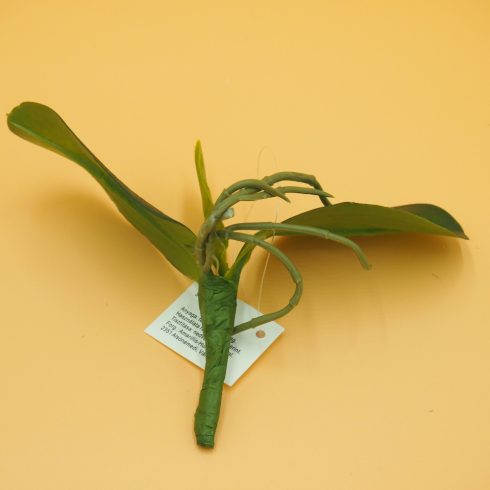 Gumi orchidea levél - kicsi