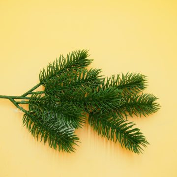 Fenyőág - kis zöld