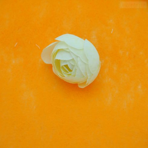 Boglárka fej - kicsi