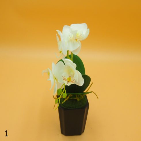 Cserepes gumi orchidea 8