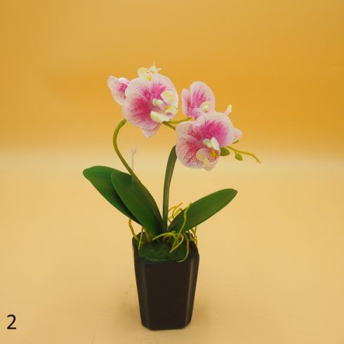 Cserepes gumi orchidea 8