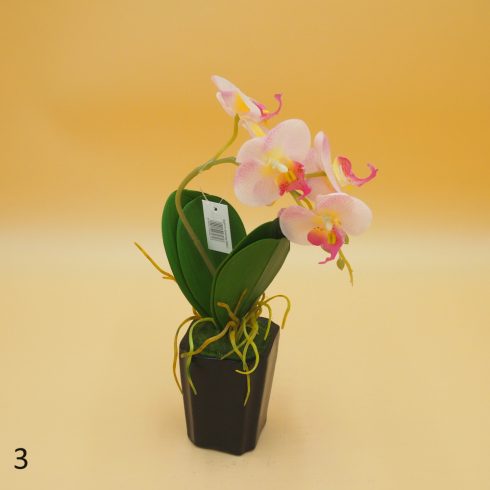 Cserepes gumi orchidea 8