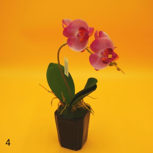 Cserepes gumi orchidea 8