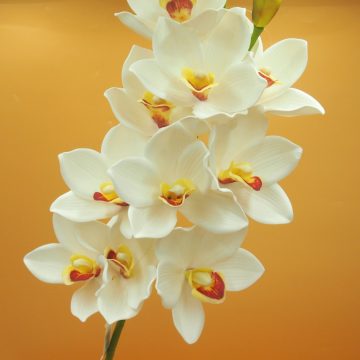 Hab orchidea szál