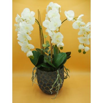 Cserepes gumi orchidea 5