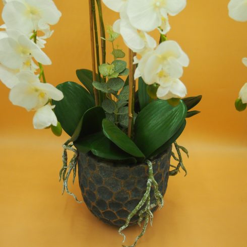 Cserepes gumi orchidea 5